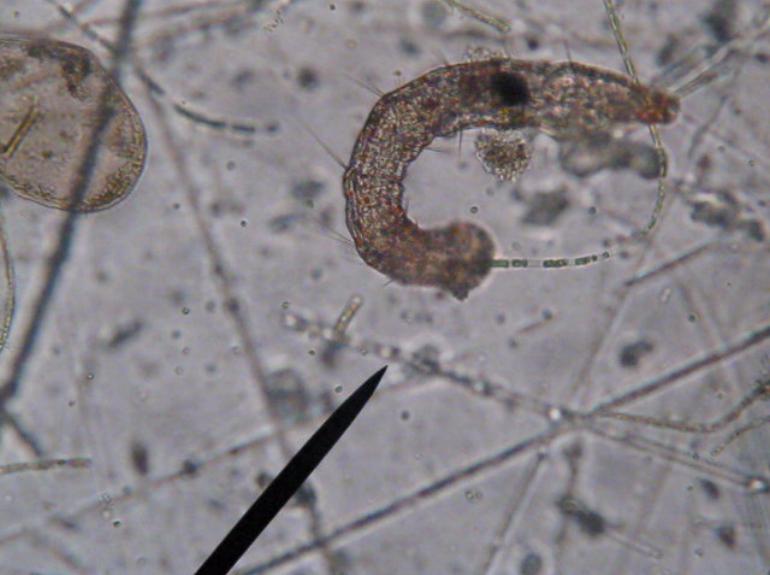 Anche io Aeolosoma Hemprichi